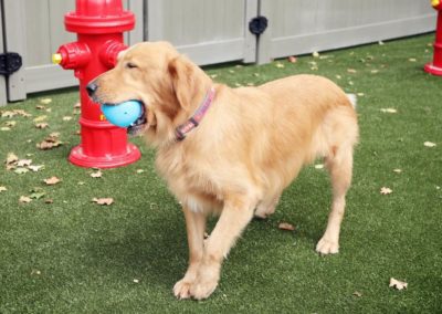 golden retriever playing with a blue ball